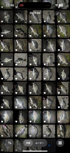 クロダイの釣果