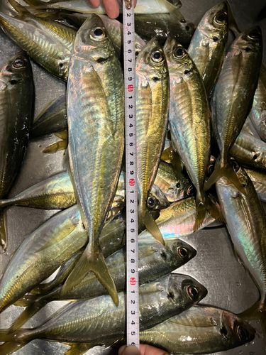 アジの釣果