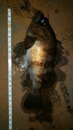 アカメバルの釣果