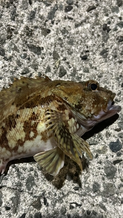 タケノコメバルの釣果