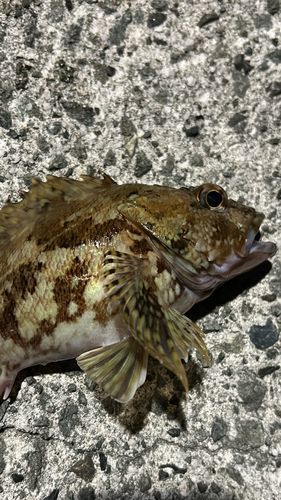 タケノコメバルの釣果