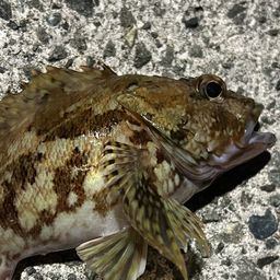 タケノコメバル