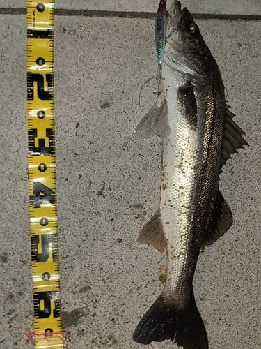 スズキの釣果