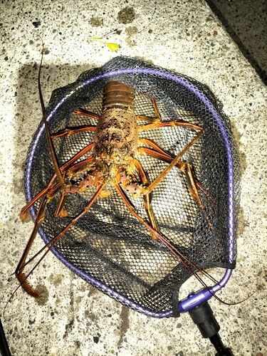 イセエビの釣果