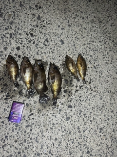 メバルの釣果