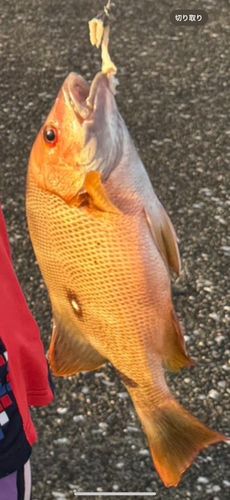 シブダイの釣果