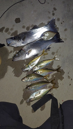 アジの釣果