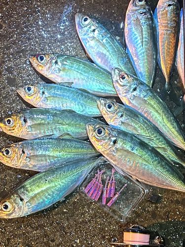 アジの釣果