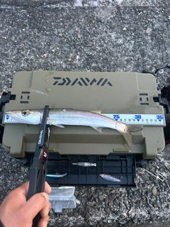 カマスの釣果