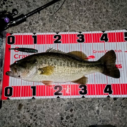 ブラックバスの釣果