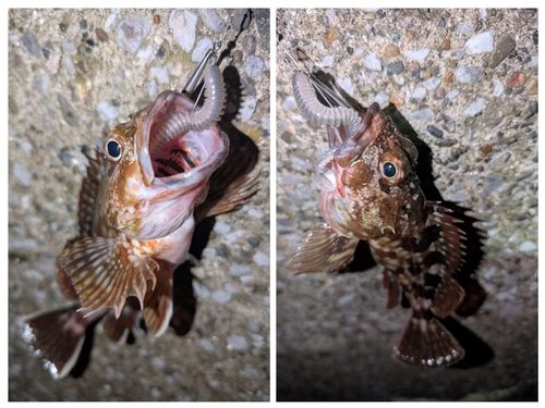 カサゴの釣果