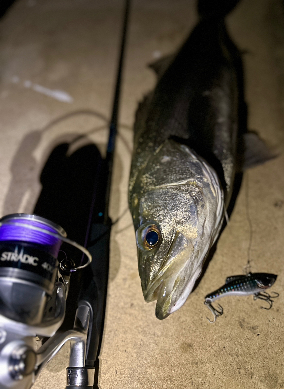 DAIWA 19エメラルダス X 86MLの最安値・インプレ・釣果 | 本音の