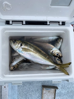 マアジの釣果