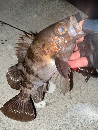 シロメバルの釣果
