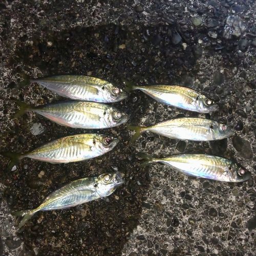 アジの釣果