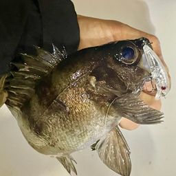 メバル