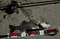 シーバスの釣果