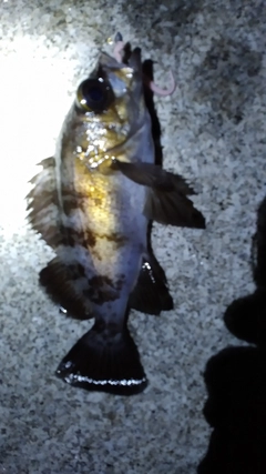 クロメバルの釣果