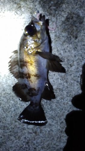クロメバルの釣果