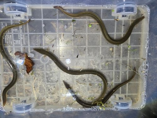 ウナギの釣果