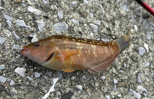 ホシササノハベラの釣果