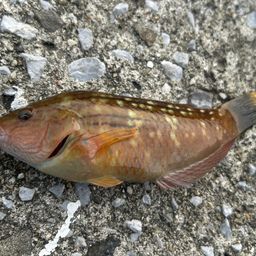 ホシササノハベラ