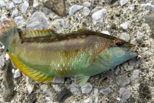 ホシササノハベラの釣果