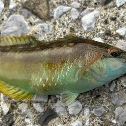 ホシササノハベラ