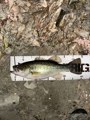 ブラックバスの釣果