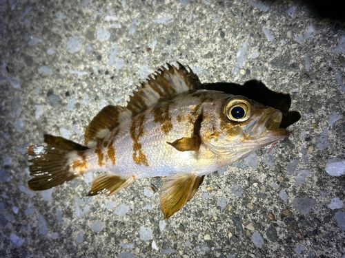 シロメバルの釣果