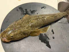 マゴチの釣果