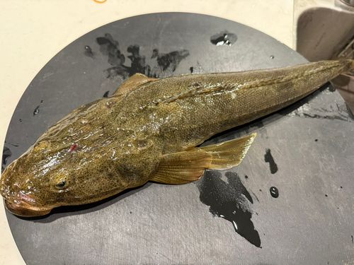 マゴチ