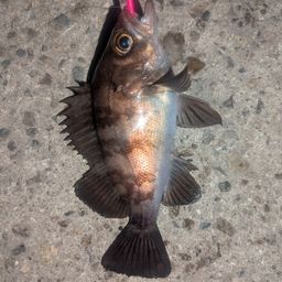 メバル