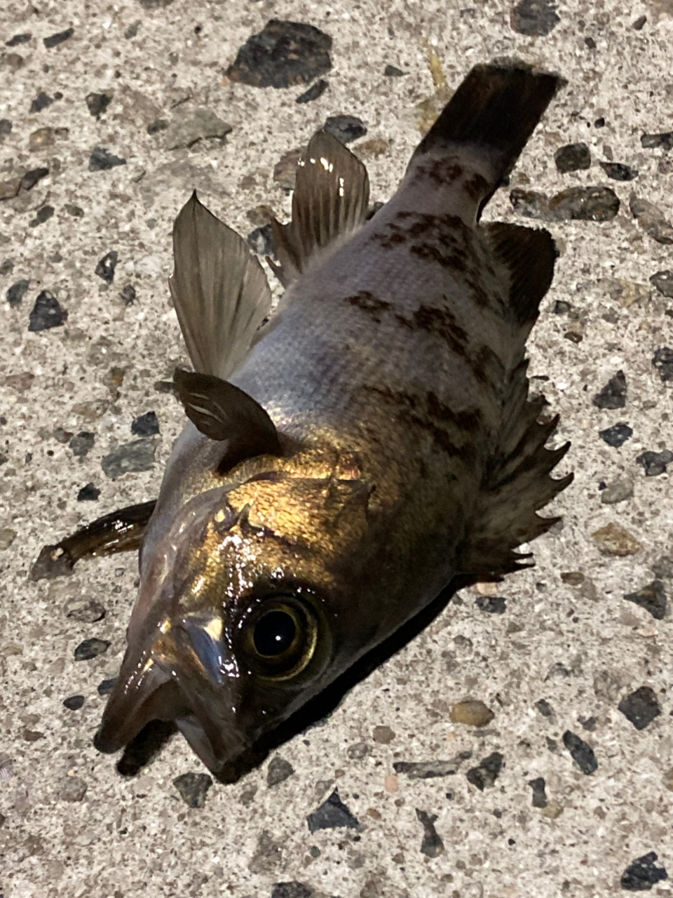SHIMANO 19ソアレ BB S76UL-Tの最安値・インプレ・釣果 | 本音の SHIMANO 19ソアレ BB S76UL-Tの最安値・インプレ・釣果 | 本音の