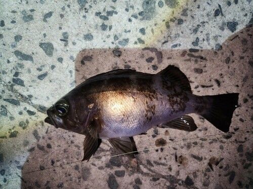 メバルの釣果