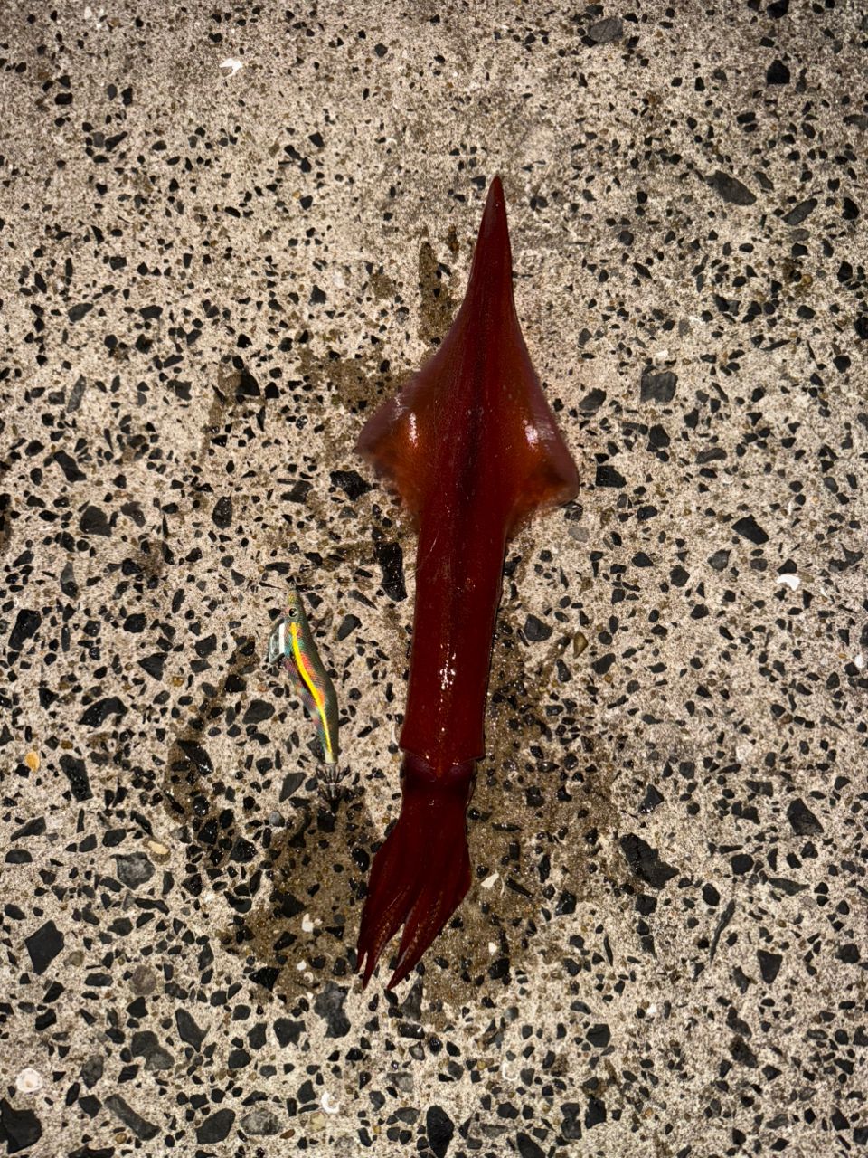 ケンサキイカ