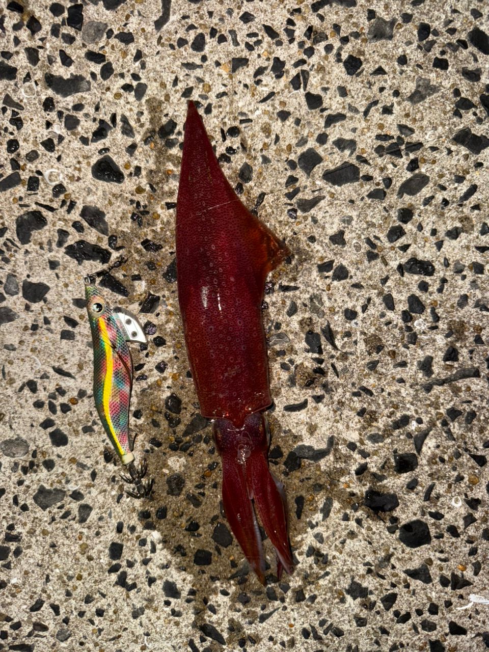 ケンサキイカ
