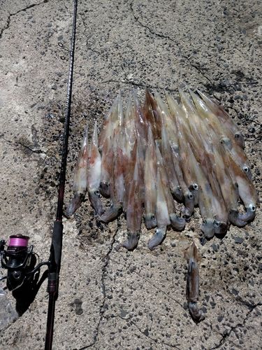ヤリイカの釣果