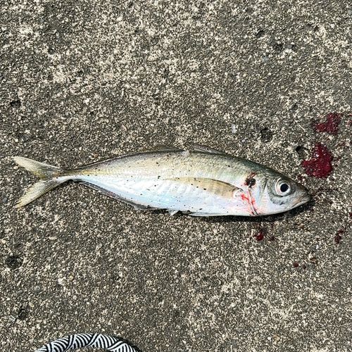 アジ
