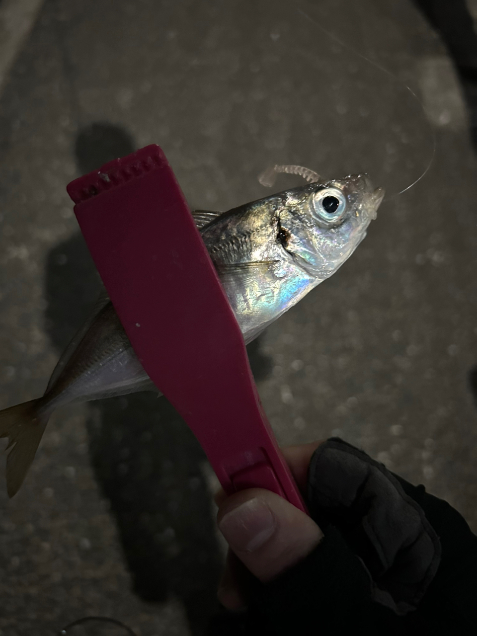 SHIMANO 22ソアレ SS S76L-Sの最安値・インプレ・釣果 | 本音の