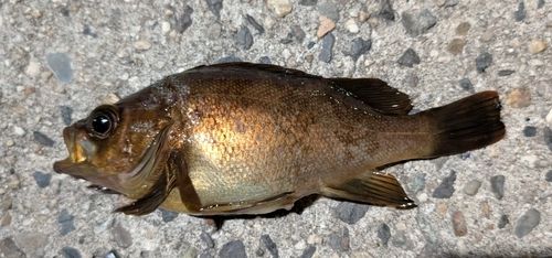 メバルの釣果