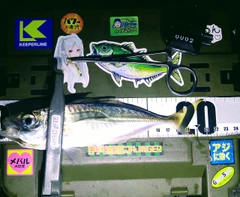 マアジの釣果