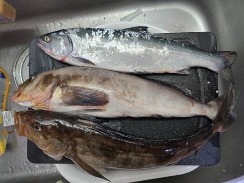 サクラマスの釣果