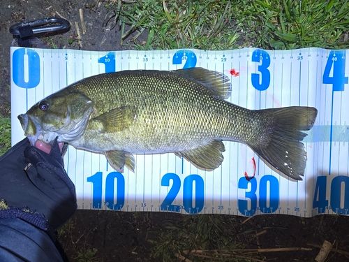 スモールマウスバスの釣果