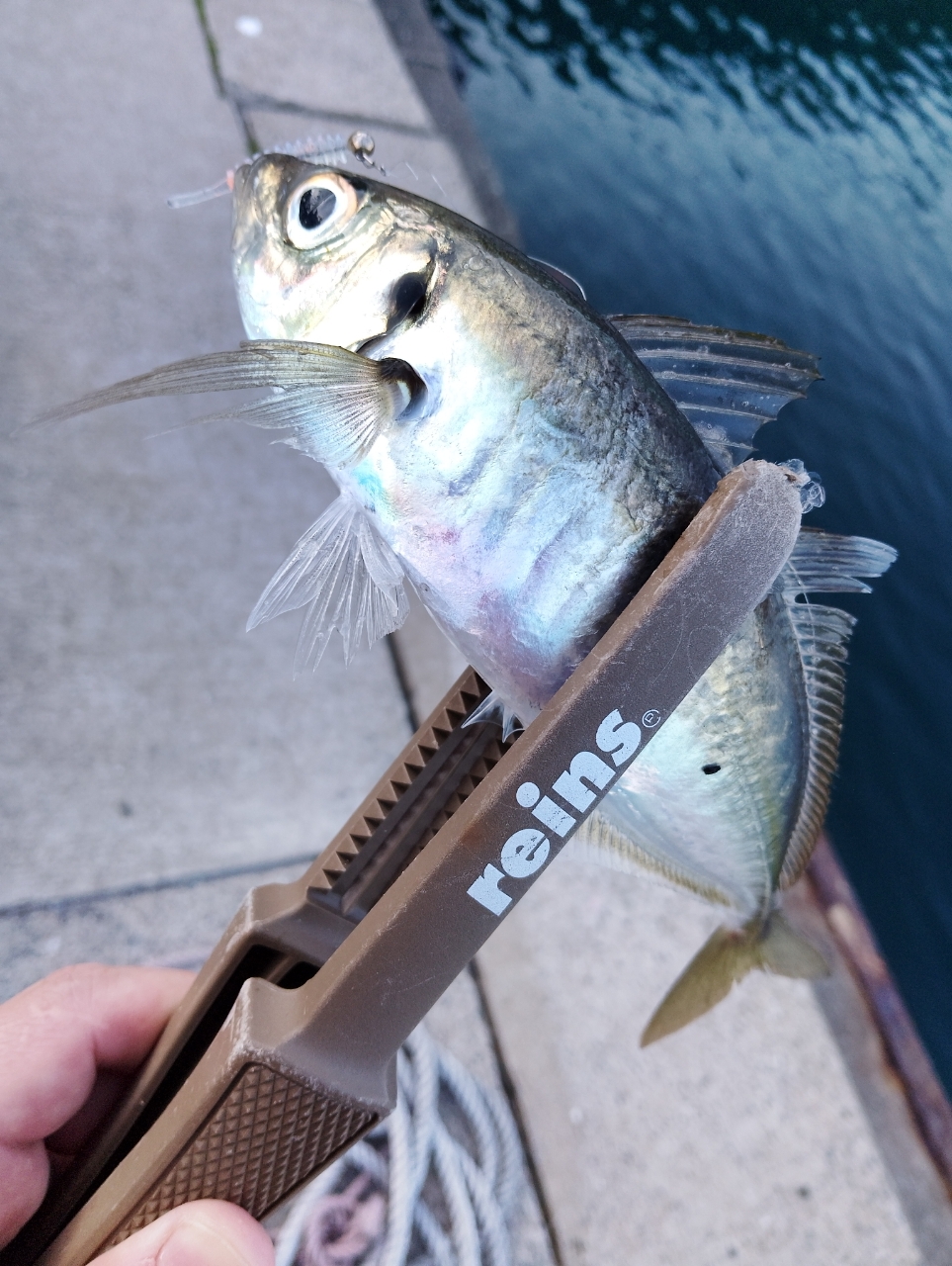 SHIMANO 21アルテグラ C2000Sの最安値・インプレ・釣果 | 本音の