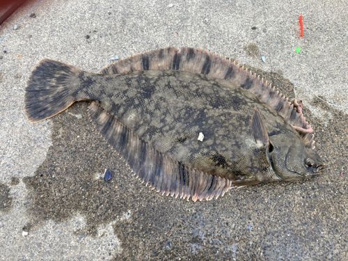 クロガレイの釣果