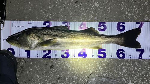 シーバスの釣果