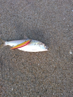 コノシロの釣果