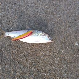 コノシロ