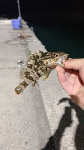 タケノコメバルの釣果
